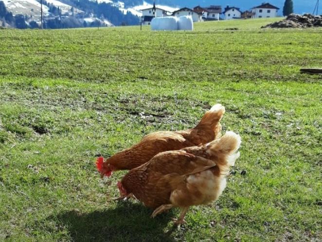 Lacknerhof Oberperfuss Dış mekan fotoğraf